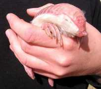 foundshit.com Armadillos