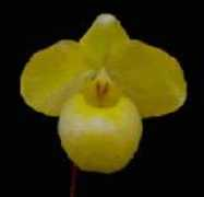 Armesa