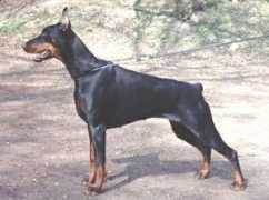 dobermann-review.com Armida