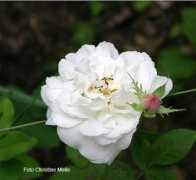 rosenfoto.de Armide