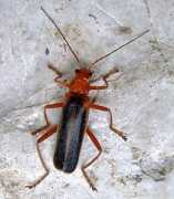 Armidia