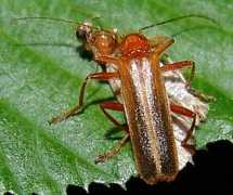 Armidia