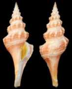 gastropods.com Armilda