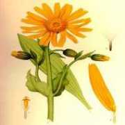 graines-et-plantes.com Arnique