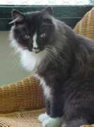 Arnor