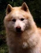 Arold