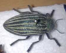 whatsthatbug.com Arooni