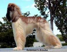suleimans-afghanen.de Arouba
