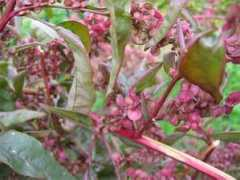 biereetjardin.free.fr Arroche