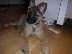 Arsi