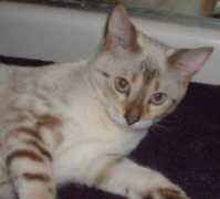 Arsich