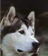 Artic