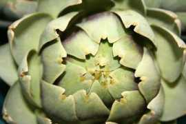 Artichoke