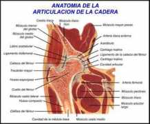 Articulacion