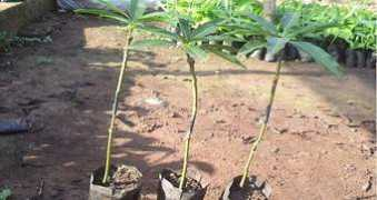 naro.omni-techsolution.com Artkins