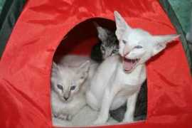 hamarus-kleinekatzen.de Arvanita