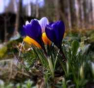 digart.pl Arveena