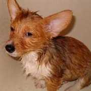 celestialstarkennel.com Arvil
