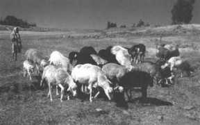 Asamenew