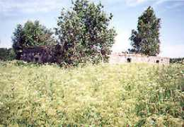 Asares