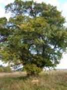 Asares