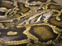 prazsky.denik.cz Asatova