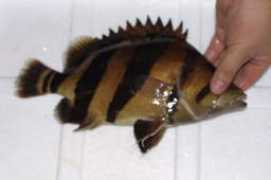 Aseani