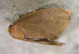 Asella