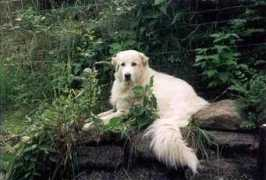 server.hund.ch Ashaia