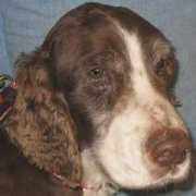 springerrescue.org Asheni