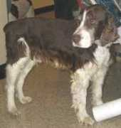springerrescue.org Asheni