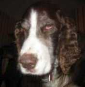 springerrescue.org Asheni