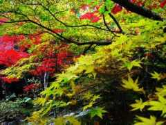 yaccyann.sakura.ne.jp Ashikaga