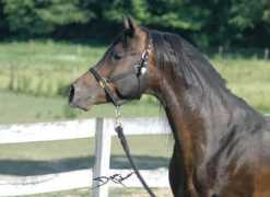 babsonarabians.com Asmaru