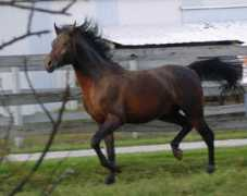 babsonarabians.com Asmaru