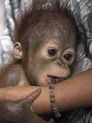 Asoka