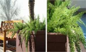 colunas.revistacasaejardim.globo.com Aspargo