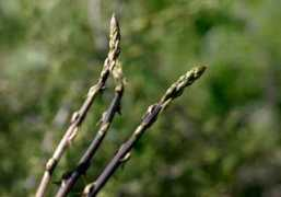 casa.hsw.uol.com.br Aspargo