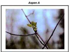 uaf.edu Aspena
