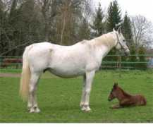 lydielemmens.free.fr Asrit