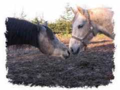 lydielemmens.free.fr Asrit