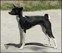 Assima