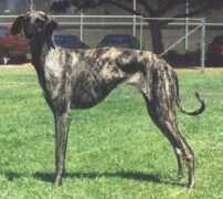 sloughi.tripod.com Assissa