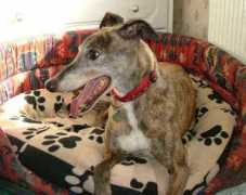 orchardgreyhoundsanctuary.com Assisted