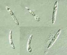 protist.i.hosei.ac.jp Astasia
