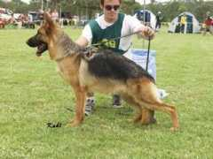 dogzonline.com.au Astasia