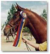 darkhorsefarm.com Asterick