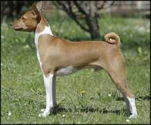 basenji.junix.cz Asthenia
