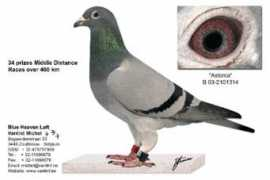 vanlint.be Astonia