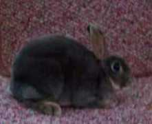 mypeoplepc.com Astrella